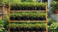 7 Ide Kebun Cabai Rawit Hemat Biaya, Cocok untuk Kebutuhan Dapur Harian di 2026