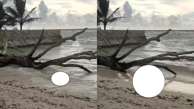 Jenazah Tanpa Kepala dan Tangan Ditemukan di Pantai Walur Pesisir Barat