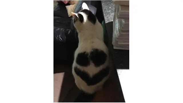 7 Kucing Ini Miliki Bulu Tak Biasa, Bikin Senyum Sendiri
