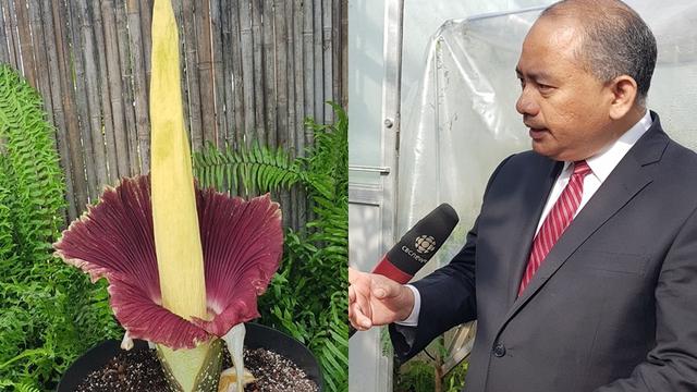Unduh 7000 Koleksi Background Bunga Kanada Gratis Terbaru