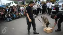 Seekor anjing unit k-9 didampingi pelatih milik BNN beraksi saat simulasi mencari barang bukti narkoba di Monumen Nasional, Jakarta, Selasa (6/12). Pasukan K9 yang dibentuk BNN terdiri dari berbagai jenis anjing. (Liputan6.com/Faizal Fanani)