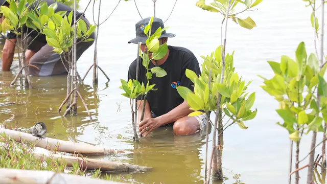 Selamatkan Lahan Kritis Akibat Abrasi, BRI Salurkan Ribuan Bibit Mangrove untuk Kelompok Tani di Muaragembong