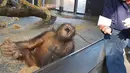 Seekor Orangutan yang menjadi koleksi kebun binatang di Amerika Serikat membuka mulutnya lebar-lebar layaknya orang tertawa sambil memegang kakinya setelah menyaksikan sebuah trik sulap sederhana yang dilakukan salah seorang pengunjung. (dailymail.co.uk)