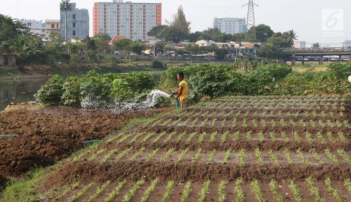 Warga menyiram sayur mayur yang ditanam di bantaran Kanal Banjir Barat, Jakarta, Jumat (5/10). Selain dijual ke pasar, sayur mayur tersebut juga untuk konsumsi sehari-hari. (Liputan6.com/Immanuel Antonius)
