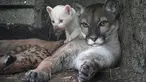 Seekor anak puma albino (Felis concolor) berusia empat minggu, lahir di penangkaran dan dianggap sebagai spesies yang terancam punah, bermain bersama induknya di Kebun Binatang Thomas Belt di Juigalpa, Nikaragua, pada 23 Agustus 2023. (Photo by OSWALDO RIVAS / AFP)