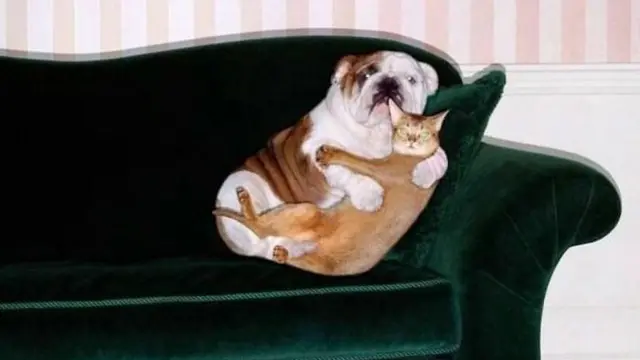7 Potret Gemas Kucing Ketakutan Ini Lucu Banget, Sampai Dipeluk Anjing