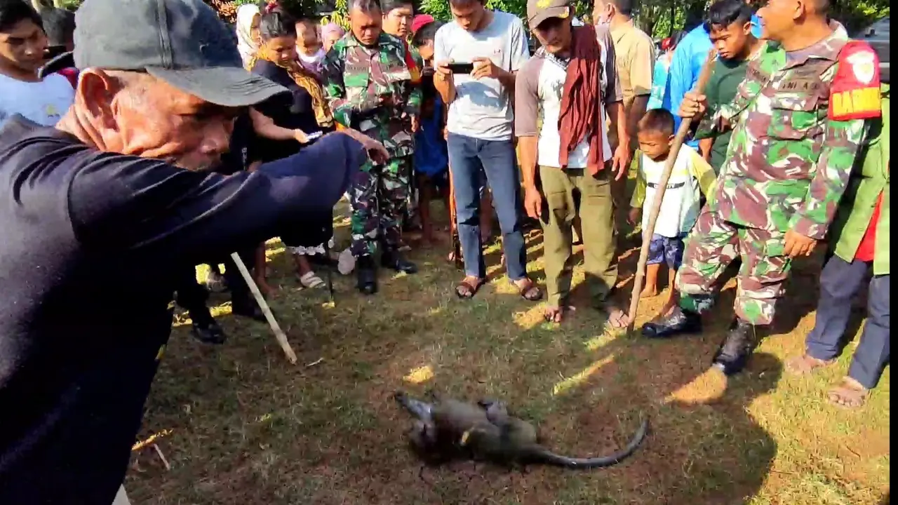 Warga Desa Setupatok Cirebon Buru Monyet Liar Usai Memakan Korban