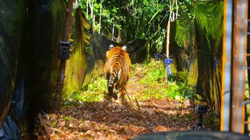 Pelepasan harimau sumatra doleh BBKSDA Riau setelah berkonflik dengan manusia di habitatnya.