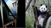 Truk Boks Hantam Portal hingga Lucunya Tingkah Laku Bayi Panda