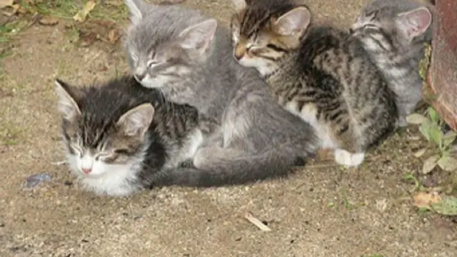 kucing