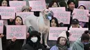 Dukungan resmi untuk pelarangan tersebut tumbuh di bawah Presiden Yoon Suk Yeol—seorang penyayang binatang yang telah mengadopsi beberapa anjing dan kucing liar—bersama Ibu Negara Kim Keon Hee, yang juga seorang pengkritik keras konsumsi daging anjing. (JUNG YEON-JE/AFP)