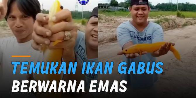 VIDEO: Unik Pria Temukan Ikan Gabus Berwarna Emas, Hingga Ditawar Rp 20 Juta