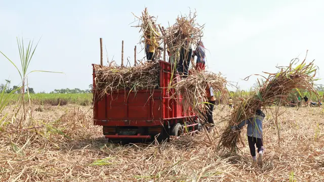 Produksi Gula Petani Menumpuk, Ini Penyebabnya