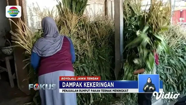 Akibat kekeringan, penjualan rumput pakan ternak di kawasan Gunung Merapi meningkat hingga 10 kali lipat.