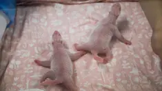 Dua bayi panda terlihat tak lama setelah kelahiran mereka di Brugelette, Belgia (9/8/2019). Taman margasatwa Pairi Daiza mengatakan Hao Hao, seekor panda yang dipinjamkan dari China pada tahun 2014, telah melahirkan dua bayi panda yang sehat dan saat ini dirawat. (Photo by Handout/Belga/AFP)