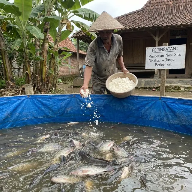 Memberi makan ikan dengan nasi sisa (Foto: AI)
