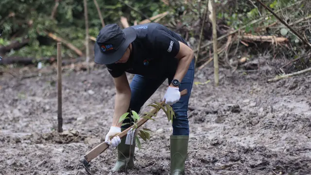 BRI Peduli Grow & Green Tanam 2.500 Bibit Pohon Durian di Berau