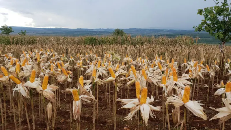 Panen Jagung