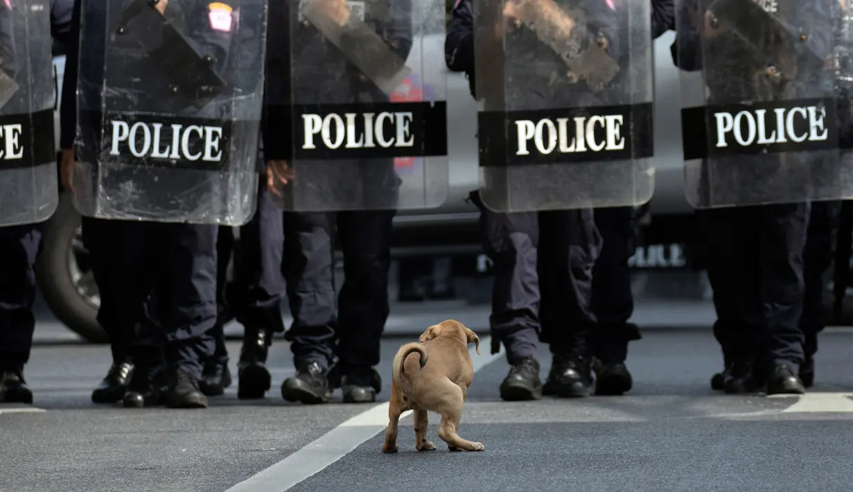 Seekor anjing jongkok saat polisi antihuru-hara dengan perlengkapan lengkap menghalangi pengunjuk rasa yang berbaris menuju tempat KTT APEC di Bangkok, Thailand, Jumat (18/11/2022). KTT APEC yang berlangsung pada tanggal 18-19 November 2022 diwarnai aksi unjuk rasa. (AP Photo/Wason Wanichakorn)