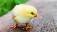 Ayam menjadi salah satu unggas favorit untuk diternakan. Pasalnya Anda tak perlu modal besar untuk memulai dan relatif mudah perawatannya. (Image: Pixabay)