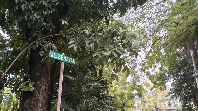 Makam Kucing di Sudut Senayan, Jejak Kepedulian Penyayang Hewan