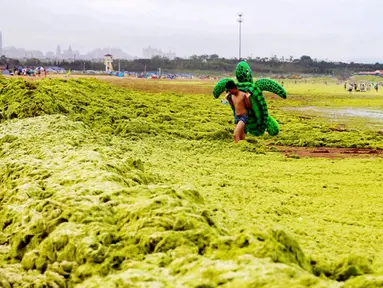 Seorang pemuda berjalan di pantai yang tertutup ribuan ton ganggang di Qingdao, Provinsi Shandong, China, 22 Juli 2015. Fenomena alam yang ekstrem ini memang sudah menjadi agenda tahunan sejak 2007 silam di pantai tersebut. (AFP PHOTO CHINA OUT)