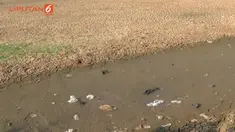 Kemarau yang berkepanjangan membuat Situ Cilodong. Depok, Jawa Barat, Mengalami Kekeringan. Akibatnya kebutuhan air warga sekitar terganggu.
