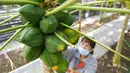 Pekerja merawat pohon pepaya di rumah kaca buah-buahan tropis di Wanchang, Wilayah Yongji, Provinsi Jilin, China (12/8/2020). Guna mewujudkan optimisasi struktur pertanian, Wilayah Yongji telah mendorong petani lokal untuk menanam buah-buahan tropis seperti pepaya dan pisang. (Xinhua/Xu Chang)