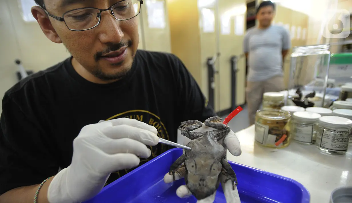 Peneliti menunjukkan Katak Tanduk Kalimantan atau Megopphrys Kalimantanensis di Pusat Penelitian Biologi LIPI, Bogor, Selasa (8/10/2019). Katak Tanduk Kalimantan merupkan temuan jenis baru dari ekspedisi di Pegunungan Meratus Kalimantan Selatan dan Kalimantan Timur. (merdeka.com/Arie Basuki)