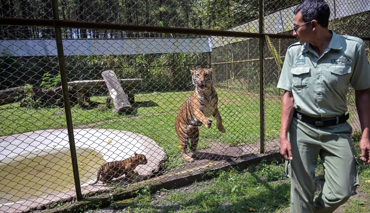 Seekor anak harimau Sumatera (Panthera tigris sumatrae) berusia sepuluh minggu bermain di samping induknya, Dini (10 tahun), di kandang mereka saat debut mereka di Taman Safari Indonesia II Prigen, Pasuruan, Jawa Timur, Kamis (4/6/2026). (Juni KRISWANTO/AFP)