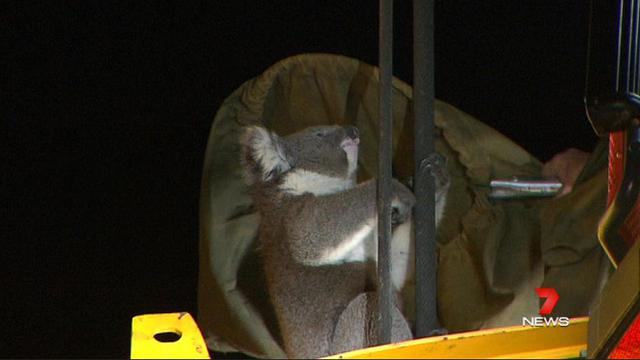 Koala terjebak di mesin bor