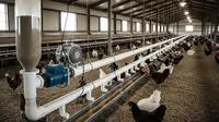 6 Desain Tempat Pakan Ayam Otomatis dari Pipa PVC: Solusi Praktis untuk Peternak Modern