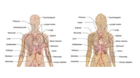 Fungsi Hati: Peran Vital Organ Penting dalam Tubuh Manusia