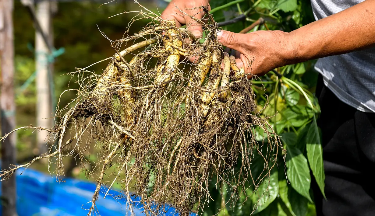 Seorang petani ginseng menunjukkan ginseng yang dipanennya di Desa Dafang di Wanliang, Wilayah Fusong, Provinsi Jilin, China timur laut, pada 28 Agustus 2020. Wanliang terkenal dengan industri ginsengnya. (Xinhua/Xu Chang)