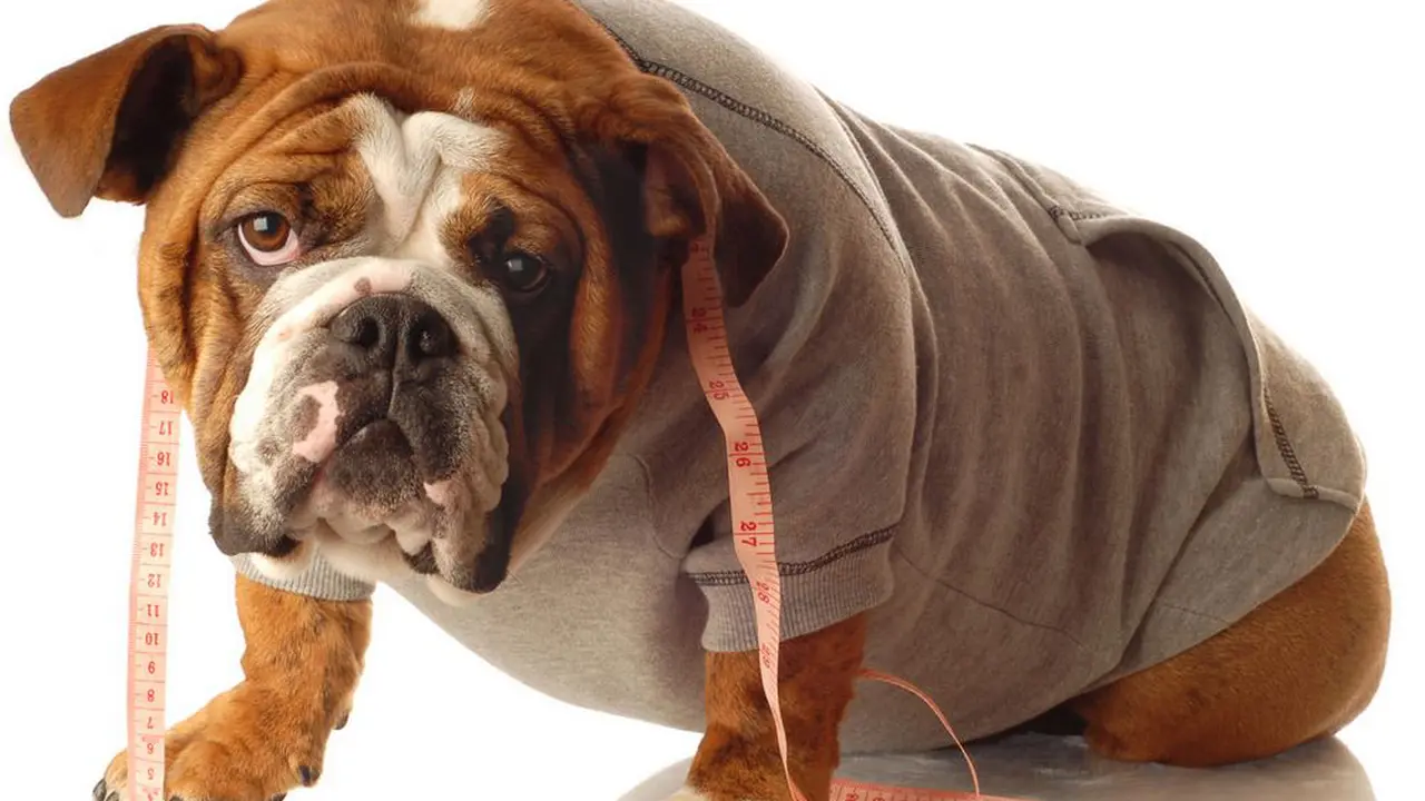 Unik! Klub Fitnes Ini Bantu Anjing Obesitas Biar Kurus Tanpa Diet