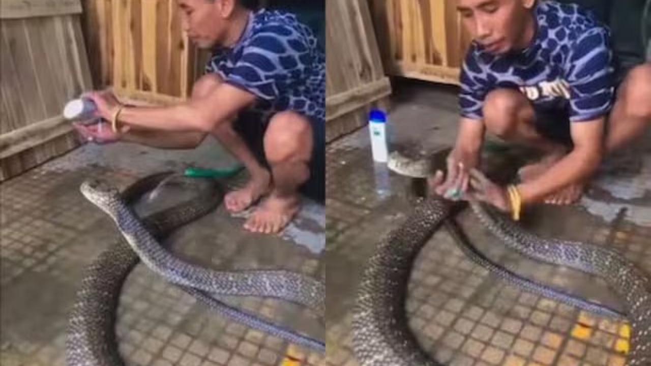 Aksi Pria Mandikan Ular Kobra Ini Ngeri Banget, Bikin Heran
