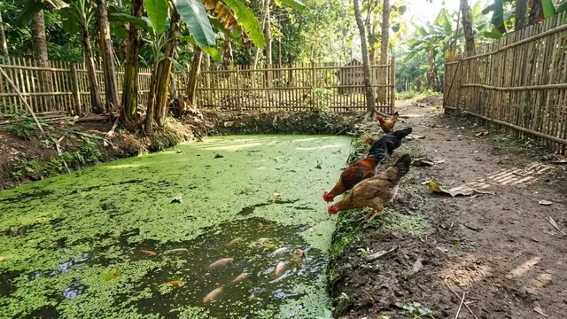 Pakan Ternak yang Bisa untuk Ayam Sekaligus Ikan