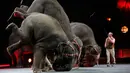  Sejumlah gajah melakukan aksi dengan mengangkat kedua kaki belakangnya selama Ringling Bros dan Barnum & Bailey Circus ' " Circus Ekstrim " di Casey Plaza, Pennsylvania , AS , 30 April 2016. (REUTERS / Andrew Kelly)