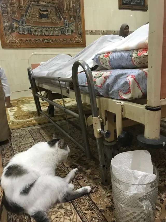 Potret Kucing Tunggui Majikannya yang Telah Meninggal, Kisahnya Bikin Haru