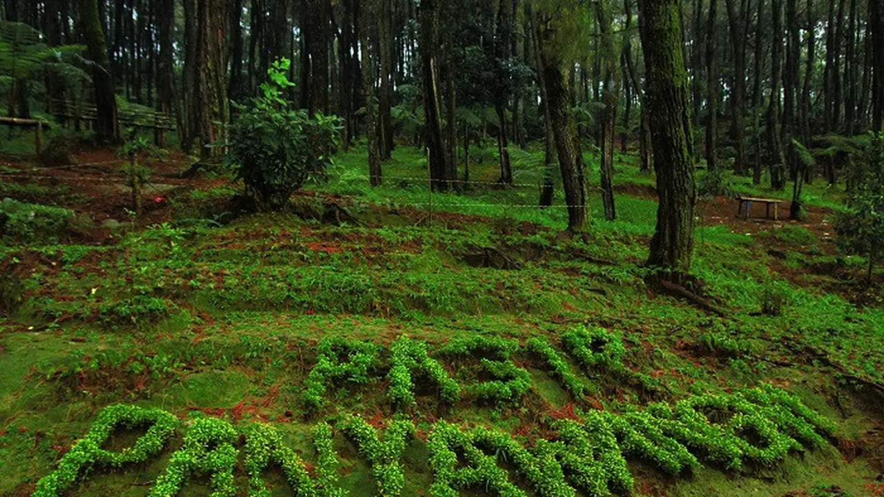 5 Aktivitas Seru yang Bisa Kamu Lakukan di Bukit Pinus Panyawangan Kiarapedes