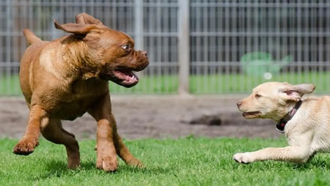 Lansia Dikoyak Empat Ekor Anjing