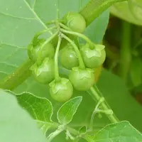 Ilustrasi Leunca / Sumber: https://commons.wikimedia.org/