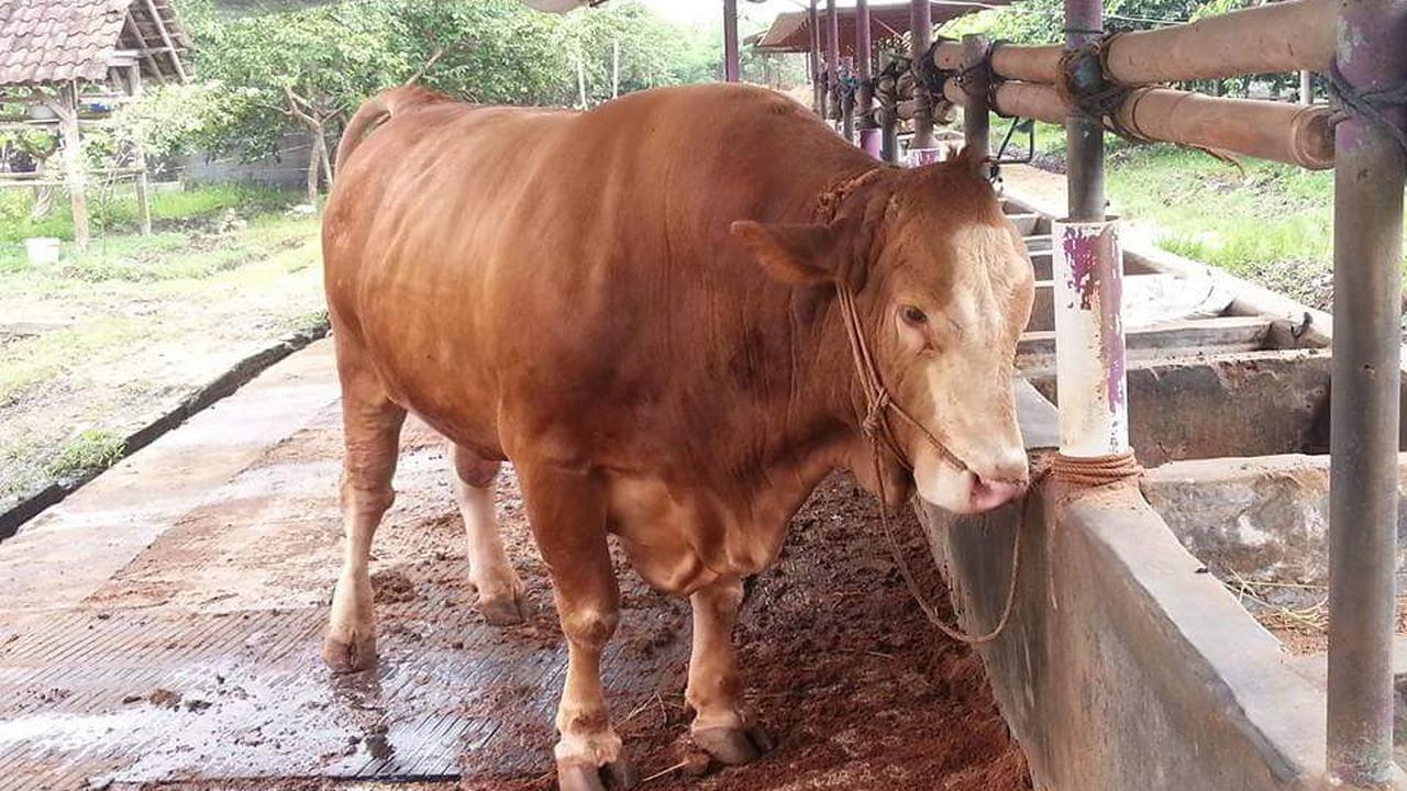 Waspada Antraks, Tegal Setop Terima Daging Sapi dari Yogyakarta