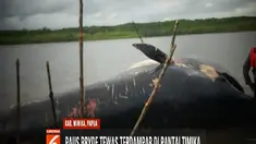 Dengan menggunakan kayu, warga beramai-ramai mengeluarkan ikan paus dari lokasi terdampar. Ikan paus kemudian diseret menggunakan kapal Polairud Polres Mimika keluar dari Kampung Timika Pantai.