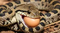 Cara Unik Ular Pemakan Telur Bertahan Hidup Tanpa Bisa dan Lilitan, Ini Keahliannya