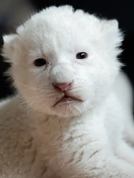 Gambar pada 11 Agustus 2019, memperlihatkan seekor anak singa putih di pusat perawatan singa/harimau "Caresse de tigre", di La Mailleraye-sur-Seine, Prancis. Dua anak singa putih, bernama Nala dan Simba tersebut lahir pada akhir Juli 2019. (LOU BENOIST/AFP)