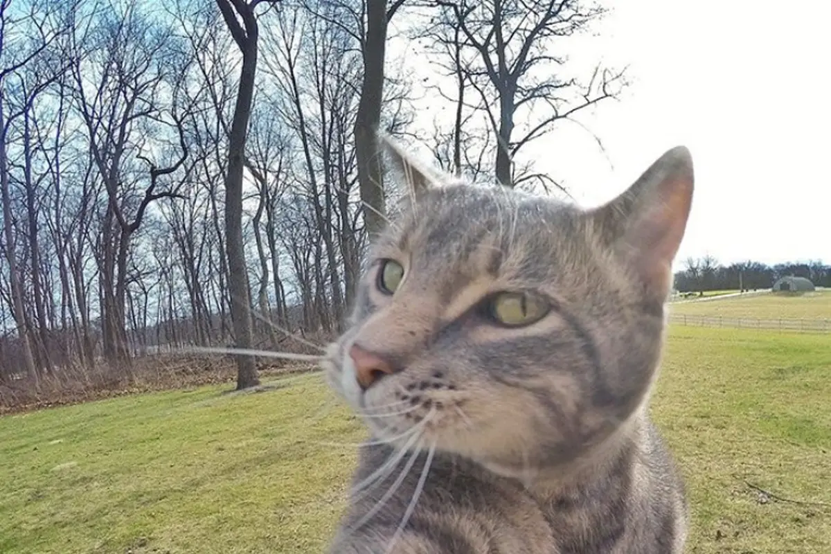 Manny, Si Kucing Tukang Selfie