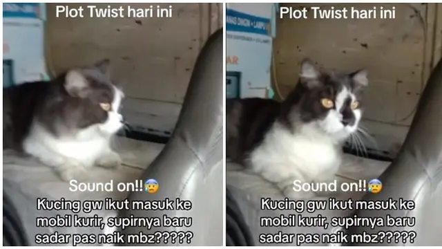 Viral Kucing Terbawa Mobil Kurir Paket Hingga Bandung, Bikin Geleng Kepala