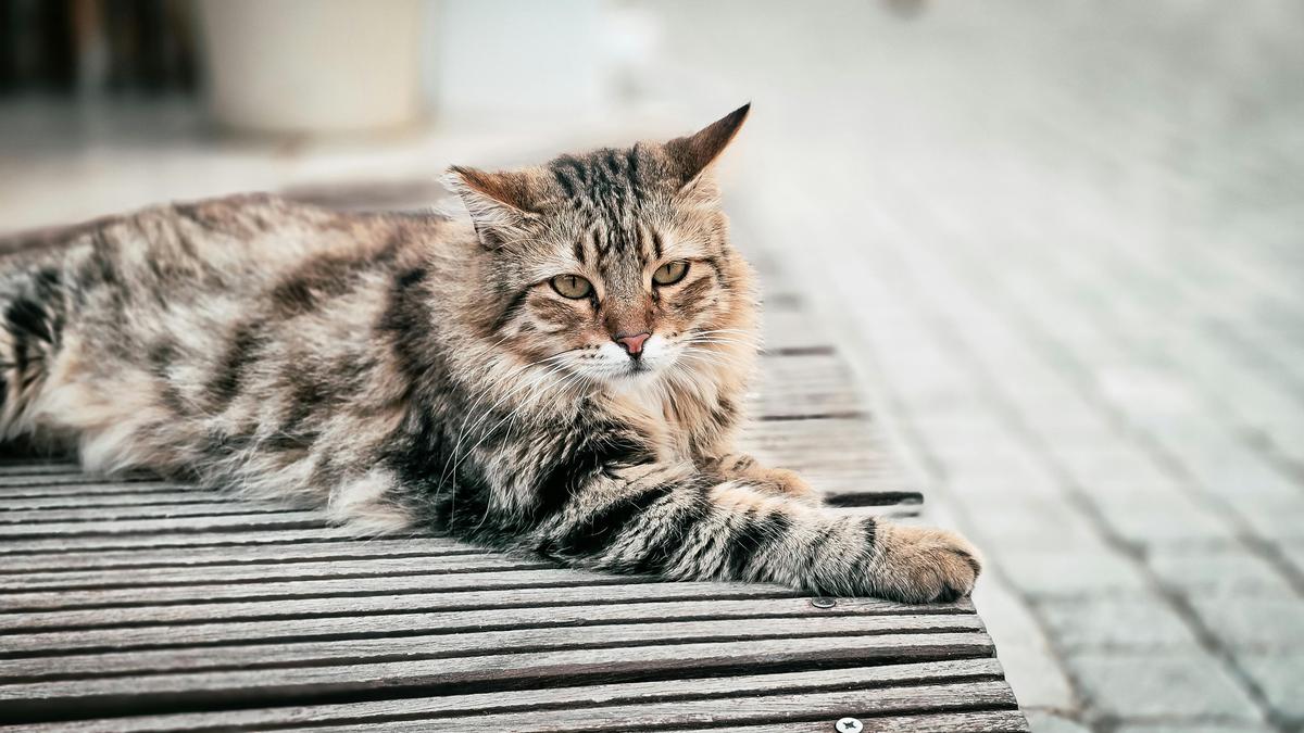 Cara Mengatasi Bau Tidak Sedap dari Litter Box