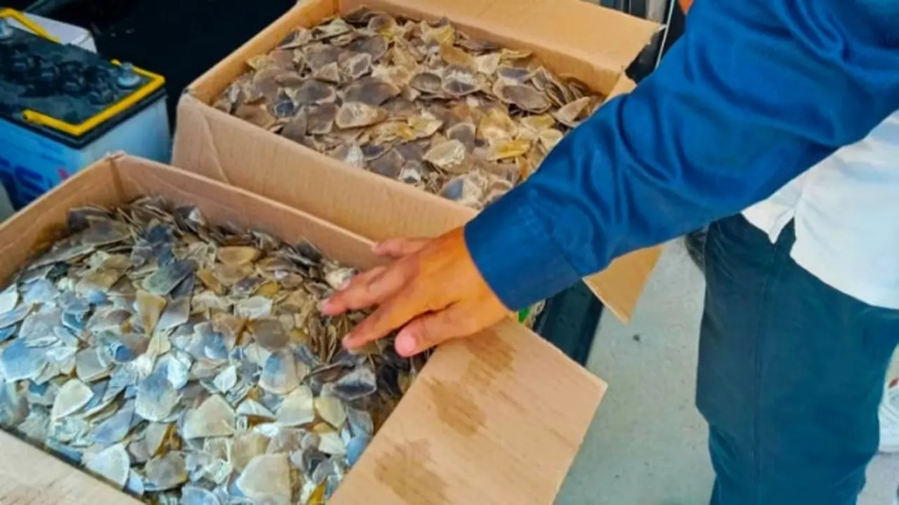 14 kilogram sisik trenggling yang disita petugas dari empat penjual satwa ilegal di Pekanbaru.